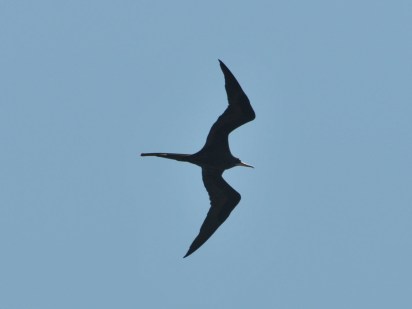 frigatebird