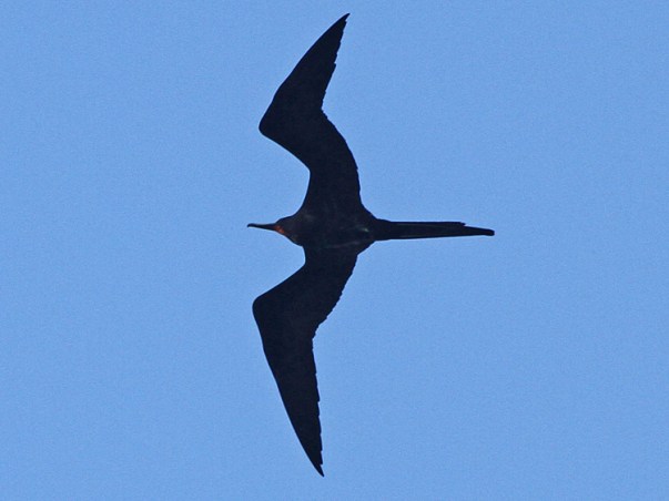 Magnificent Frigatebird, Key Largo, 19-Apr-13 (3) L