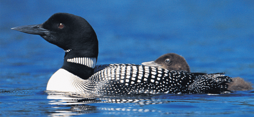 common_loons_1170x540