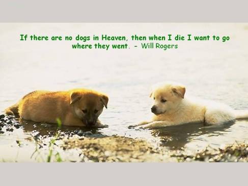 if-there-are-no-dogs-in-heaven