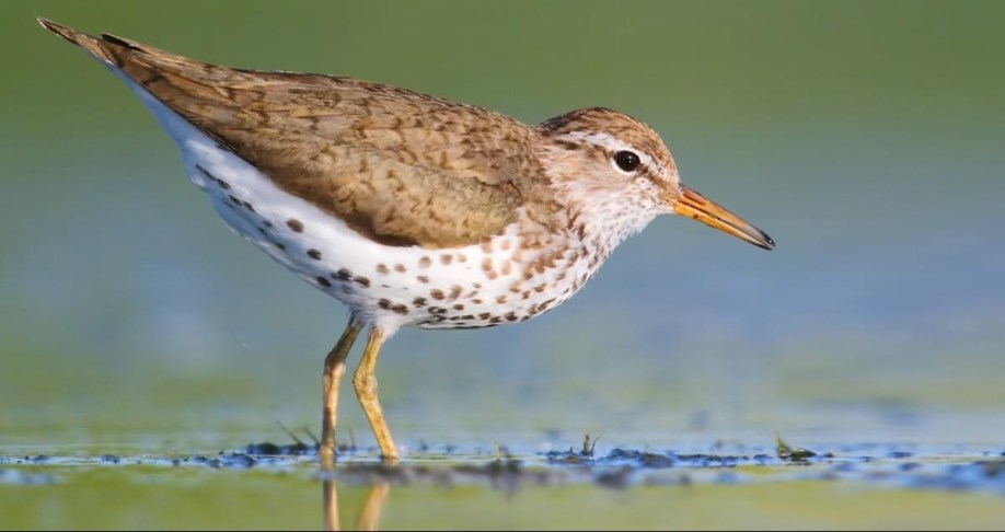 spotted sandpiper