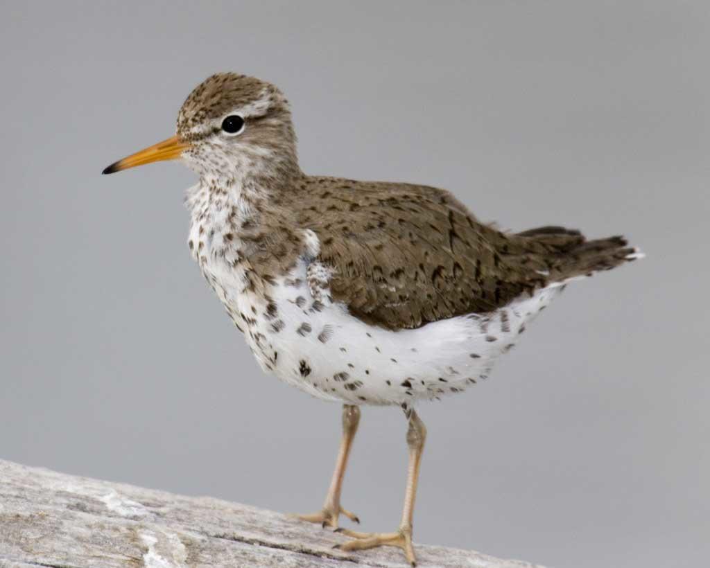 Spotted_Sandpiper_m17-70-652_l_1