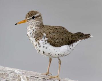 Spotted_Sandpiper_m17-70-652_l_1